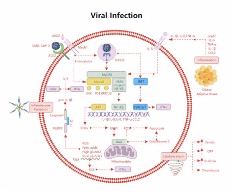 ViraL infeCtIon AdalaH tentang thirteenth kaya layanan terbaik yang informatif image 1