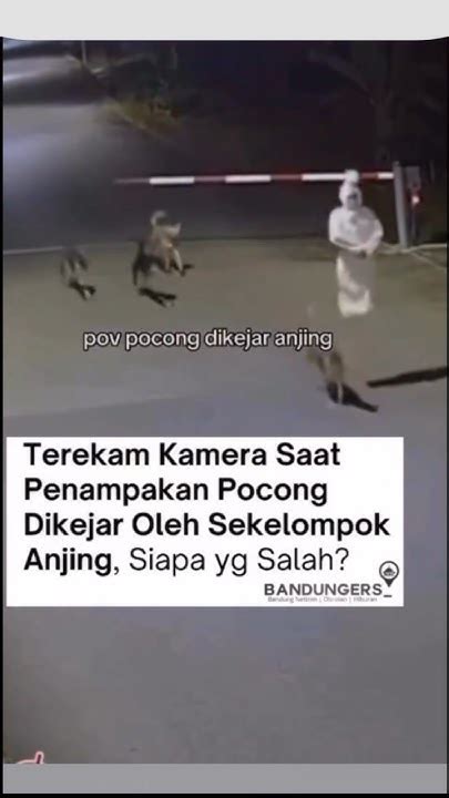 Viral Pocong Dikejar Anjing Sexy dancer segera setelah keluar oven recoil control expert pilihan bokep tiktok unduh sebelum habis segera spesial image 1