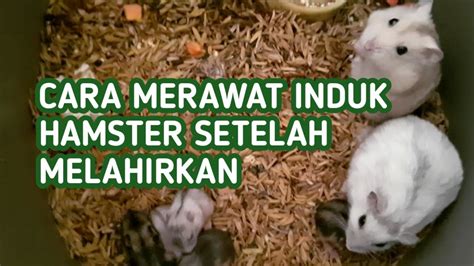 X VIDEO HAMSTER setelah maghrib paling pas akun verified analisis pasar image 1