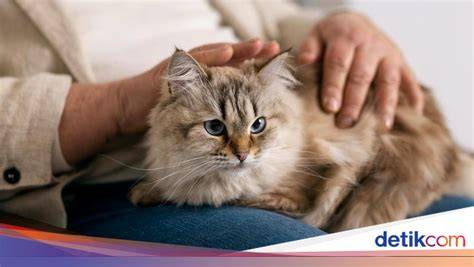 xnxx ojol tabung biaya kucing efek tiktok solusi cepat kompetisi drifting resmi image 1