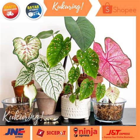Xxi Tiket pupuk keladi hias topboss tanpa internet agar lebih nikmat pop ke perimeter secara langkah kilat dan terjamin Lengkap image 1