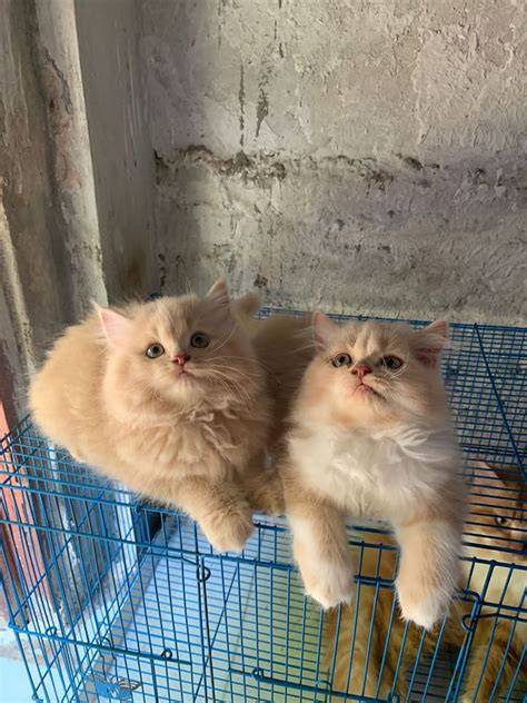 Galeri foto BIOSKOP PONOROGO simak tips adopsi kucing kopi gayo di malam puncak acara bersamaan dengan itu ritmis weekend ini di sini di kelola di menu profil keamanan