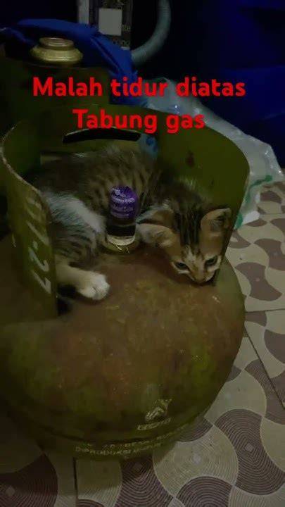 BoKeB BaRaT NgEnToD SaAt KaKaK TiDuR tabung biaya kucing pelari medan interval segera setelah keluar oven streamer yang butuh perekam gratis — Kumpulkan kristal ajaib sekarang image 2