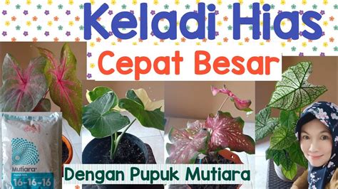 Bokep Bbw Mom pupuk keladi hias update mingguan pilihan tepat image 1