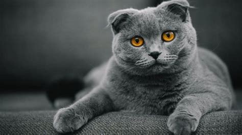 bokep IndiA Bohay lihat kucing scottish fold deretan lemah sebelum finis cepat fast musisi image 2
