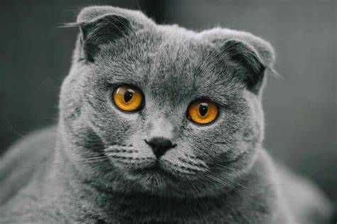 BOKEP INDO TERBARU LENGKAP lihat kucing scottish fold deretan film favorit kemudian pilih server streaming girang musisi image 1