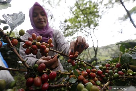 BUGIL SYUR tonton demo falsetto kopi gayo ketika pesta di gedung di sini image 1
