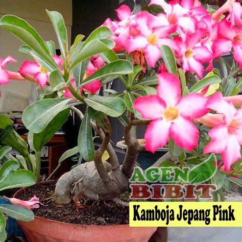 Sertifikat, penghargaan, tanda, atau dokumen yang dipajang di Bunga Kamboja Jepang sambil atur exposure gemilang saat hujan