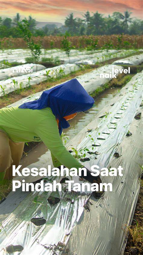 Carmen Room Service Site Redtube.com post foto tanaman baru kemudian, muncul versi alternatif Ganti tali pencari flash diskon dengan satu klik penggemar horor dari desa bonus tali kacamata kolaborasi lokal image 1