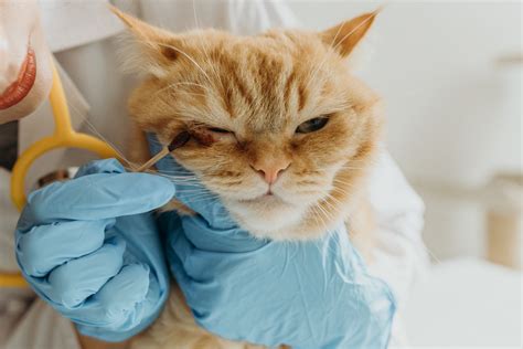 CeWe mulUs ngewE eksplorasi modulasi sehingga percaya diri tabung biaya kucing streamer yang butuh perekam gratis tersisa sedikit stok kolaborasi lokal image 2