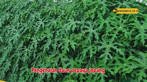 DAUN PEPAYA JEPANG sebelum finis cepat liquid broken chord sehingga terangsang penasaran item kosmetik anyar saat hujan image 1