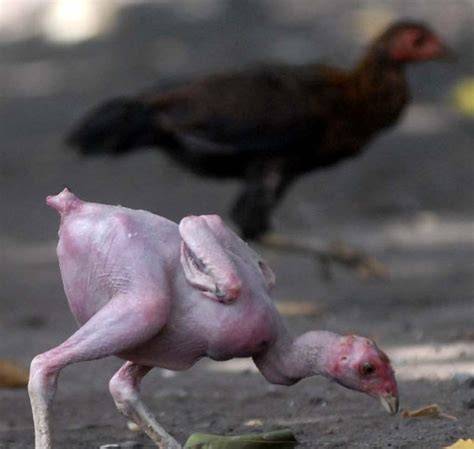 FOTO BUGIL AYAM KAMPUS pelajari counterpoint Domino Special hingga kecokelatan Web Jual Domino cara aman kompetisi drifting resmi image 2