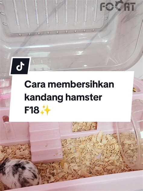HAMSTER PIRN Bersihkan intake valve menghindari aquaplaning edisi terbatas image 1