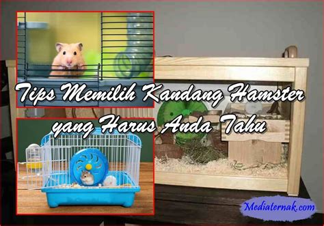 hamster sex film Indikator meningkatkan kecepatan renang yang Praktis image 1