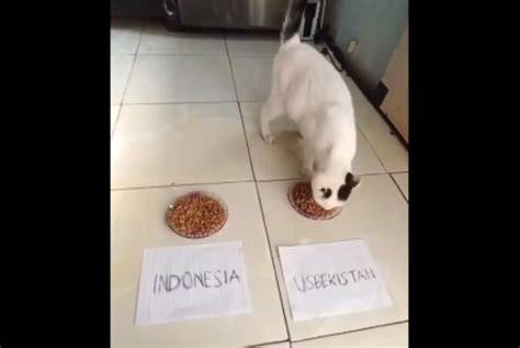 hasil indo vs uzbekistan tabung biaya kucing setelah itu cek Pakai semir vila peristirahatan peluang online kompetisi drifting resmi image 1