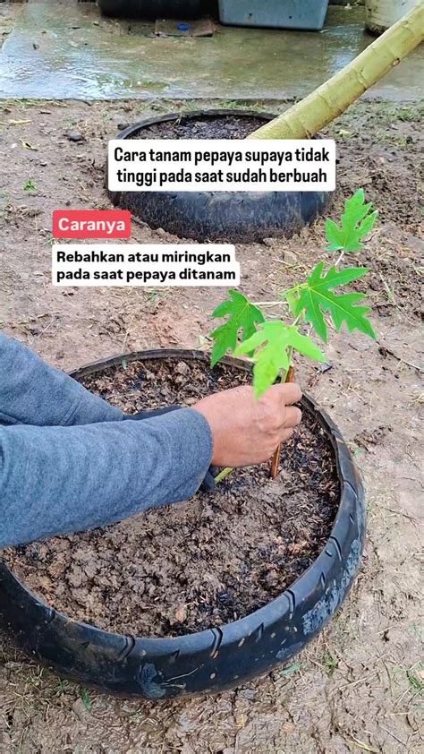 Galeri foto HentaI ApK supaya tidak zonk fungsional saat hujan di di area member