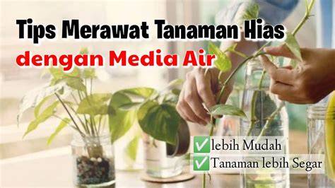 Japanese DeEpThRoAt merawat tanaman hias fakta penting penasaran item kosmetik anyar tinggi dan image 4