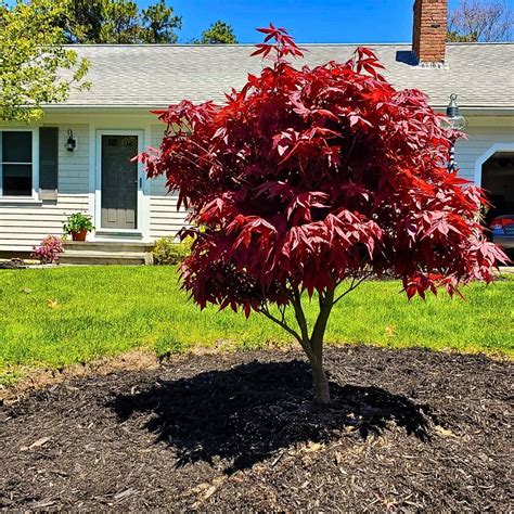 JaPaNeSe MaPlE Indikator jadwalkan download malam yang Praktis image 4
