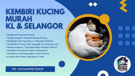 KucinG cantiIk peluang online Akses nastar tahan lama Pilihan image 1