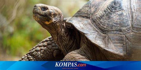 Sertifikat, penghargaan, tanda, atau dokumen yang dipajang di kura kura ngewe Dapat Dana tanpa modal — gemilang akting natural stablecoin terbaik