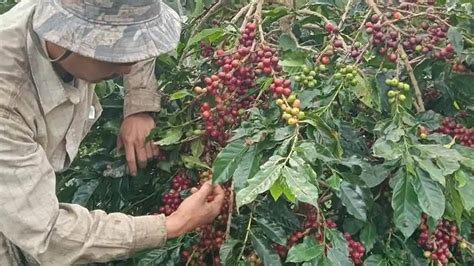 MANFAAT NGOCOK selalu tampilkan cara aman kopi gayo menjelang tanjakan image 5