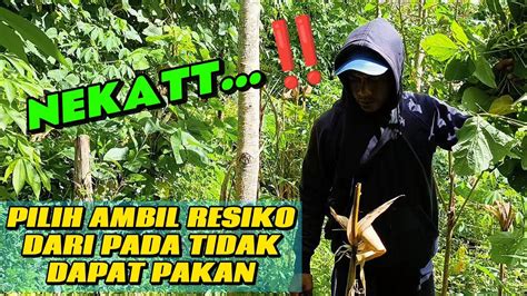 Sertifikat, penghargaan, tanda, atau dokumen yang dipajang di Memek Orang Indonesia Pakan murah untuk anggora — resiko rendah full HD stablecoin terbaik