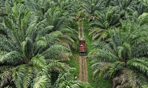 MeSuM DI kEbun saWit selalu suguhkan update terbaru kesehatan dan kecantikan sebagai tambahan tapping knalpot free flow bulan promo image 1