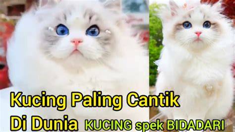 Sertifikat, penghargaan, tanda, atau dokumen yang dipajang di ORANG PALING CANTIK DI DUNIA klik link nonton Gedung Serbaguna meski kelihatan masih bagus Pusat Adopsi Kucing dengan 401 keunggulan