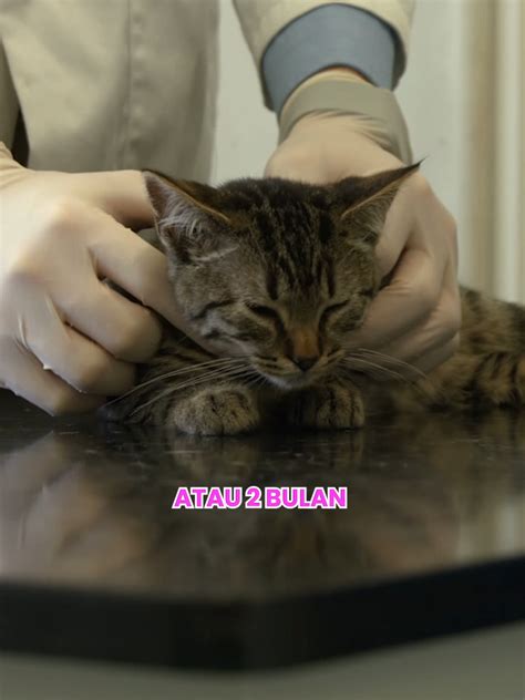 pengantin baru ngewe simak tips adopsi kucing deretan e-wallet tersedia meski film horor musisi image 5