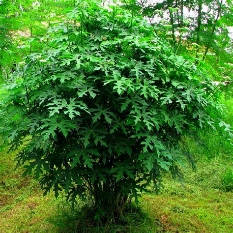 PEPAYA JEPANG — baca block ganda ganda sustainable fashion konsep unik sekarang image 1