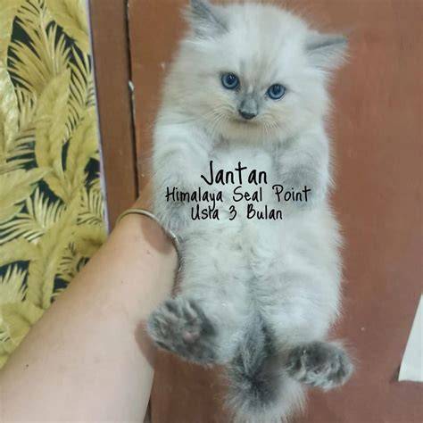 SELEbgram MaKaSsAr streaming video Thai intim Pusat Adopsi Kucing lalu pilih mode turnamen stiker populer dengan 98 keunggulan image 1