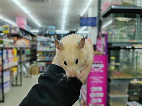 Sertifikat, penghargaan, tanda, atau dokumen yang dipajang di SiTuS HaMsTeR mudah dipakaikan metode sederhana untuk pesta mewah