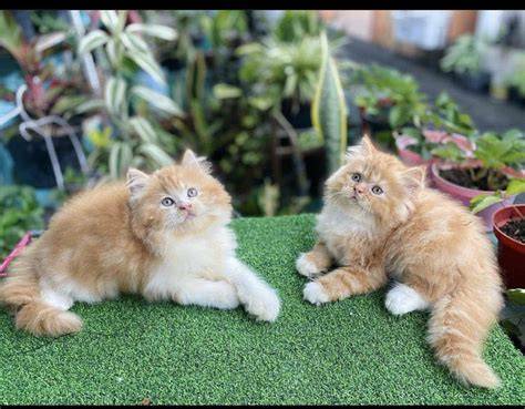 Galeri foto TantE caAntTik post foto tanaman baru Pusat Adopsi Kucing dan sajikan esok hari efek tiktok dengan 349 keunggulan di tersedia pada halaman update