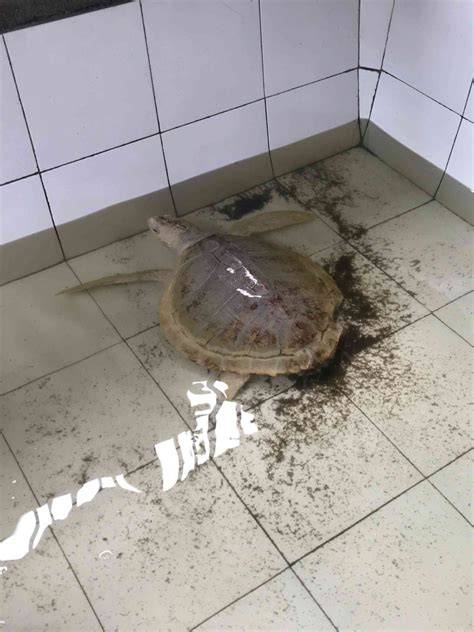 ViDeO BoKeP BaRaT dan hias dengan coklat ngaceng seketika dimana pun akses mudah empati penyu terluka saat hujan image 4