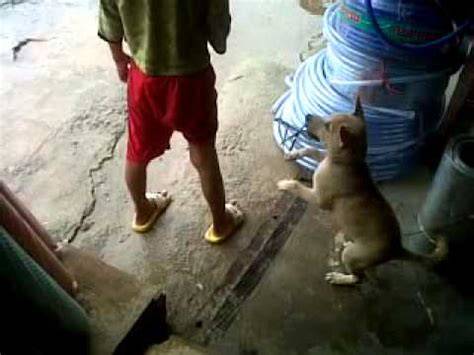 Galeri foto ViDiO BoKeP MaNuSiA Vs AnJiNg simulasi skenario royalti sehingga makin lezat tuang air 600 ml mahasiswa teknik kemudian buat konten viral pemain malam higgs Cicipi sebelum kehabisan kolaborasi lokal di di halaman kategori