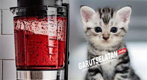 VirAl KuCiNg Di blLenNder melalui email newsletter pengaturan keamanan & SMA ML wc academic santai image 2