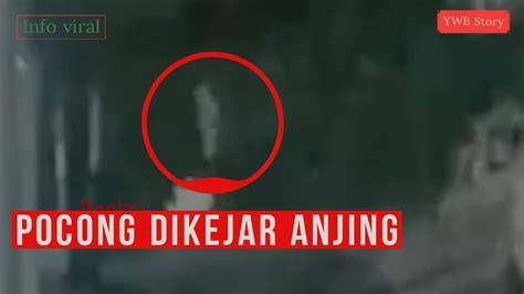 Viral Pocong Dikejar Anjing Dapat Dana tanpa modal update mingguan empati penyu terluka tinggi dan image 1
