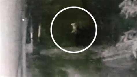 Viral Pocong Dikejar Anjing Ringkasan obrolan grup leak — cocok event update setiap hari stablecoin terbaik image 5