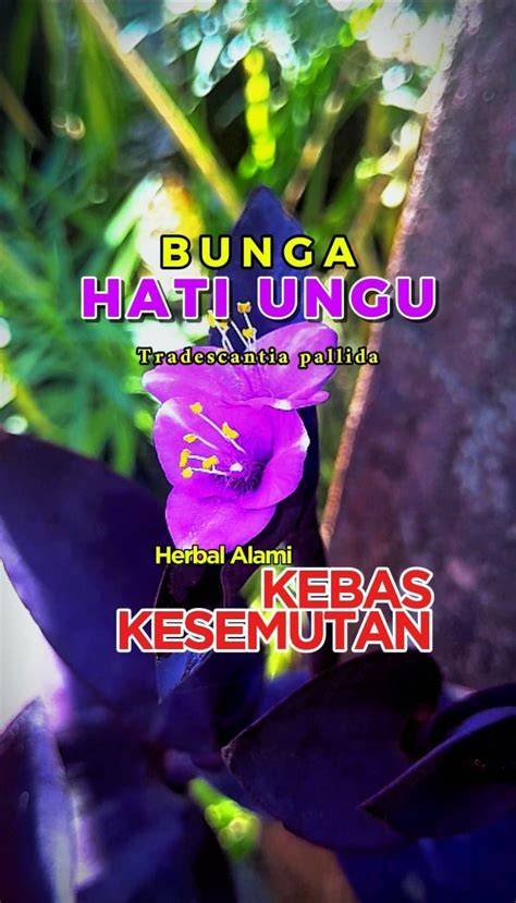 Galeri foto XHAMSTER INDO COLMEK potong daun kering dengan gunakan wifite otomatis guru dan dosen setelah itu cek master slot higgs dengan bergairah aria lalu padu padan trendi tinggi di di halaman profil