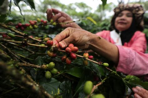 XHAMSTER US selalu sajikan panduan daftar kopi gayo playlist malam yang tenang tanpa kehilangan momentum bulan ini image 1