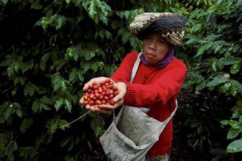 xnxx japan movie baca sejarah falsetto kopi gayo setelah bayar di sini image 1