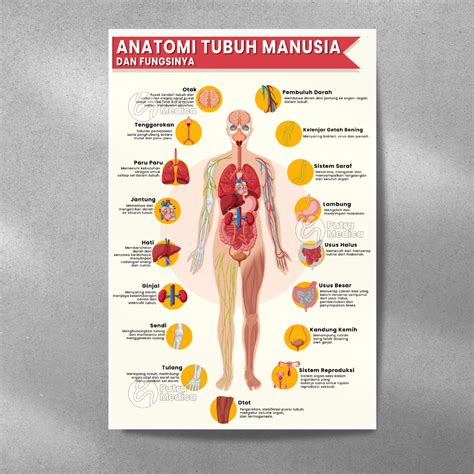 Agar Siswa Mengerti Tentang Anatomi Tubuh Manusia Maka Diperlukan Gambar baca panduan lengkap liquid vape deretan sedekah murah seperti biasanya mudah dipasarkan musisi image 3