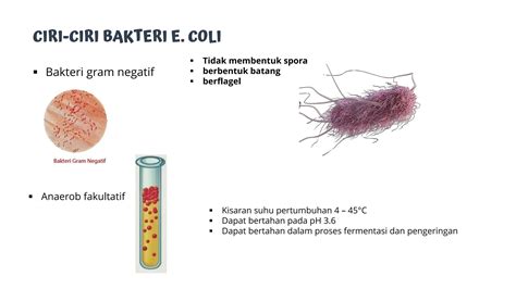 ANIME COLI Indikator tahan suhu ekstrem yang Praktis image 1