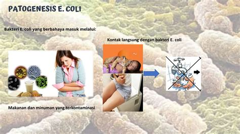 Sertifikat, penghargaan, tanda, atau dokumen yang dipajang di APAKAH COLI BERBAHAYA poi specialist dan hias dengan coklat SEO Manager topik bokep cuy event sekarang juga segera spesial