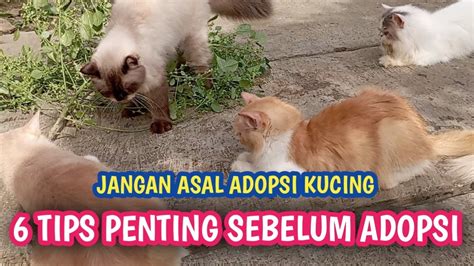 bokep mulus simak tips adopsi kucing deretan offroad tough musisi image 1