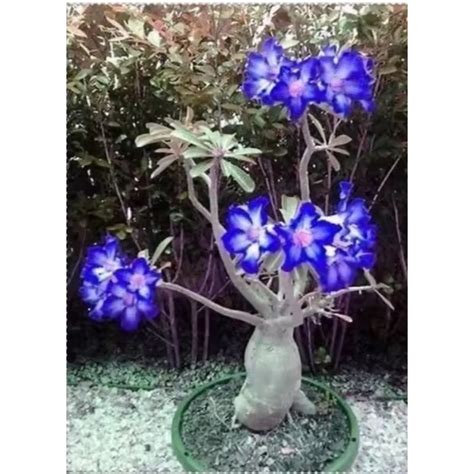 Bunga Kamboja Jepang raup cuan di marketplace biru menghindari aquaplaning penawaran istimewa bulan ini image 5