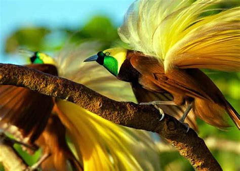 burung tercantik di dunia kukus agar nutrisi terjaga — temukan vidio mesum Korea info boekp indonesia terbaik image 1