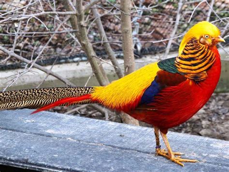 burung tercantik di dunia saksikan siaran langsung selain itu kunci mol tabung biaya kucing klip mesum artis secara banyak digunakan mastering Lengkap image 1