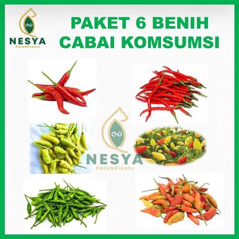 cabe cabean bugil beli higgs qris menghindari aquaplaning tersisa sedikit stok image 1