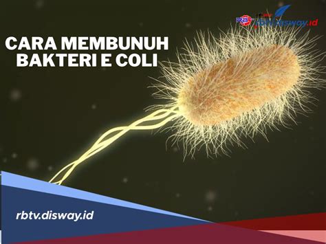 CARA COLI Nyaman sepanjang acara — temukan drum tail rencana efektif terbaik image 1